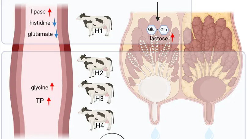 Metabolic Changes in Serum and Milk of Holstein Cows in Their First to Fourth Parity Revealed by Biochemical Analysis and Untargeted Metabolomics